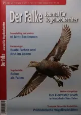Falke (Deutsch) 1