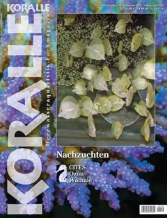 Koralle (Deutsch)